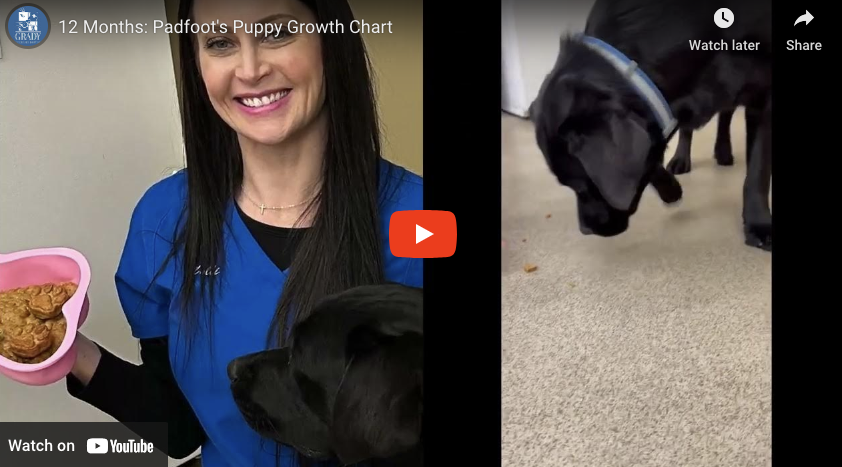 12 Months: Padfoot's Puppy Growth Chart